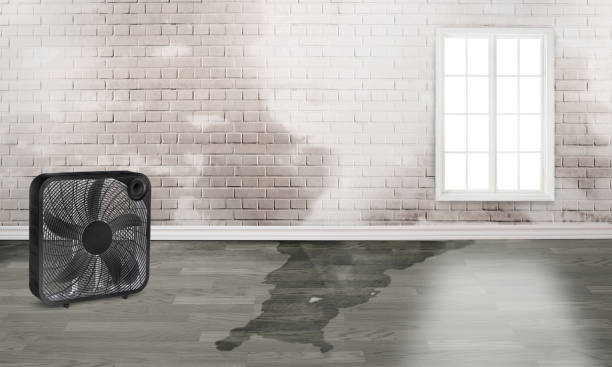 Best Sewage cleanup and water damage restoration  in Shongopovi, AZ